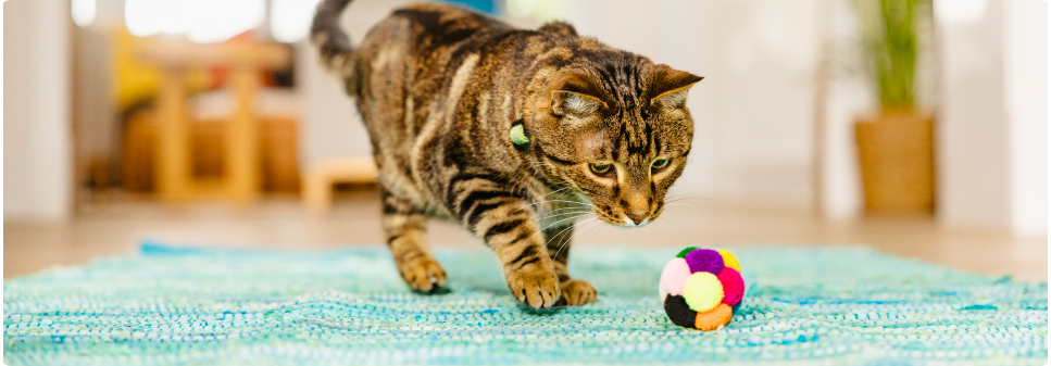 Cat Treats Fulfillment - Physical Stores Matter