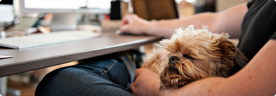 Dry Dog Food Fulfillment - Promote Subscriptions